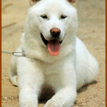 ♠일상 일기♠  더 이상 긴 말 않겠어!