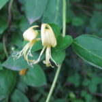 ♠일상 일기♠ 인동초(忍冬草)