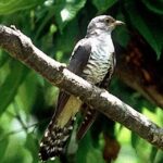 ♠일상 일기♠ 두견이