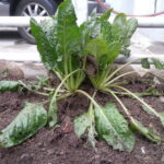 아버지의 흔적 근대