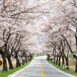 봄은 땅에서 오고.....