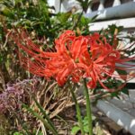 고난을 이겨낸 아름다운 꽃