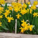 나르시시즘(narcissism)