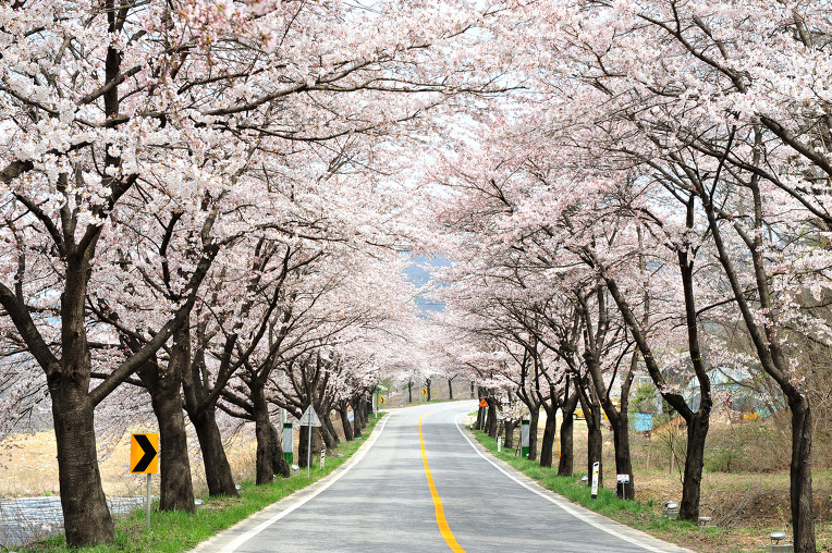 청풍벚꽃길[1].jpg