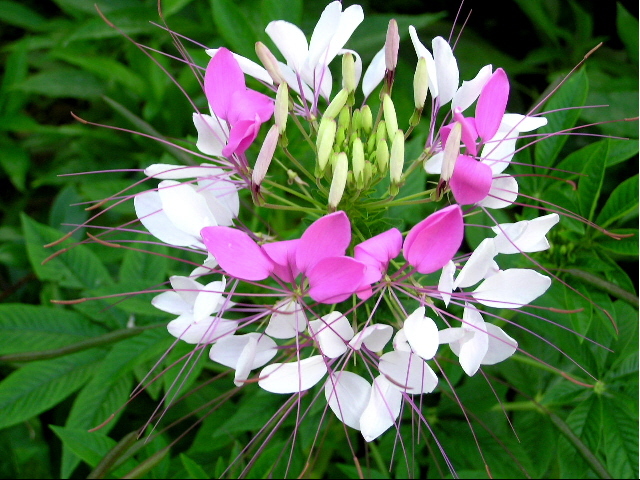 cleome[1].jpg